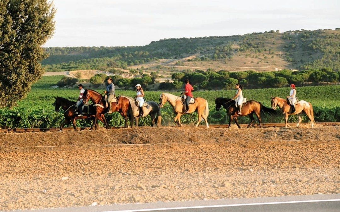 Ruta del Vino